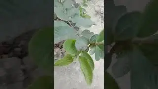 Guava Plant #shorts #shortvideo #viral