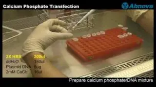 Calcium Phosphate Transfection