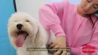 Trusted Pet Dental Services Allen TX | Country Creek Animal Hospital