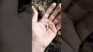 take one, i have a lot of beetle larvae #animals #larva #beetle #insects