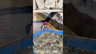 Fold and Funnel: The Wood-Framed Net That Herds Fish