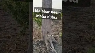 malabar neem 4 year growth | melia dubia growth #malabarneem #neem #tree