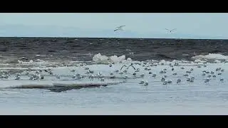 Seagulls riding the ice and waves at Wi Point on Lake Superior