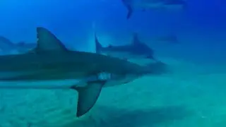 'Alpha predator': Israeli beach the site of deadly shark attack | AFP