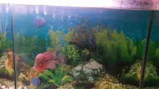 Flowerhorn Fish