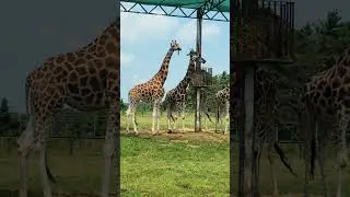 Beautiful giraffe in Safari Zoo canada//#short # animals,