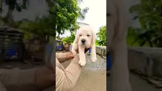 Top Quality chompion line Labrador female puppy price only ₹30k Mahakal pet shop pandharpur & pune