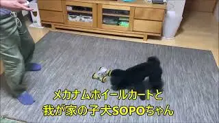 SOPOandCART