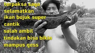 Casting ikan bujuk di semak #angler #fishing #mancing #ikangabus #ikanbujuk