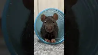 Happy funny pet rats #shorts