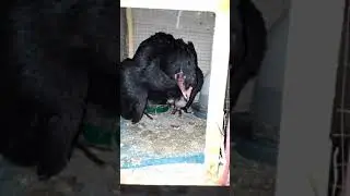 thai aseel chicks for sale in lahore buyers share number in comment