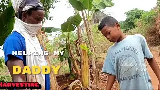 Helping my daddy in farm#harvesting yam in my farm