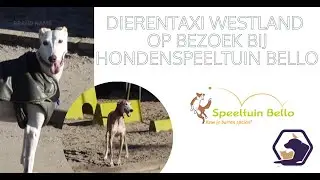 Dierentaxi Westland op bezoek bij Hondenspeeltuin & Dagopvang Bello / Vlog #6 Dierentaxi Westland