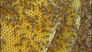 Removing BEES from trailer & gathering HONEY