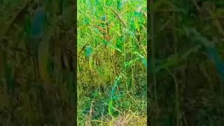#punjabikuri #punjabi #villagevlogs #short #villagepakistan