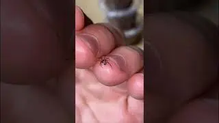 Handling Black Widow Spider Baby! (Latrodectus tredecimgutattus)