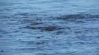 School of Mullet Fish in Florida