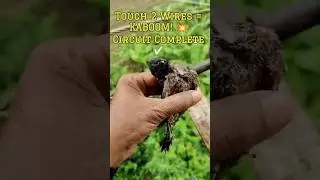 11KV LINE 🐦 BIRDS On WIRE MYSTERY POWER LINES 🤔 CURRENT FACT #Shorts #engineering