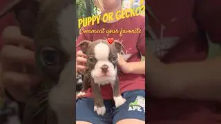Puppy 🐶 vs Gecko🦎 !!!