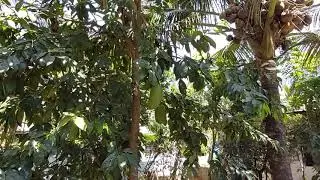 ANNONA MURICATA IN OUR HOME
