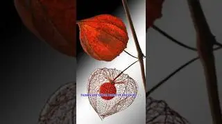 The untold story of Chinese lantern plant | Lampion plant | 2023#ytshorts