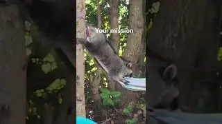 When relaxing seems impossible 🤣 #racoonlovers #cutewildlife #wildlifecuties #wildlifelovers #cute