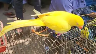Exotic Birds Price 2022 In Bangladesh | Best Pet Birds | yellow parrot