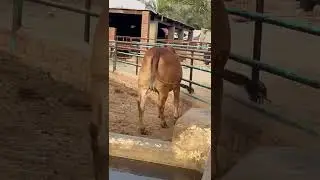 Beauty Speak Itself Is Farm Ki Video Kb Ani Chahye | SS Tv |