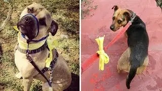 What To Do If You See A Dog Wearing A Yellow Ribbon
