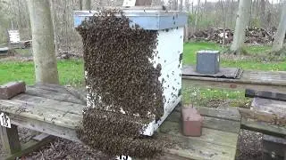 Large Swarm April 28 2020