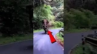 Bannerghatta road elephant attack 🐘🐘🐘🦏