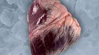 &laquo;Organs&raquo; Short film (2025) 4K