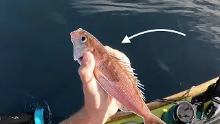 Something Tried To Eat My Opakapaka | Hawaii Bottom Fishing