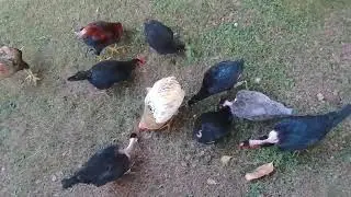 The Fascinating World of Chicken Behavior &ndash; Must Watch! @Travelwithroo #subscribe #beautyofnature