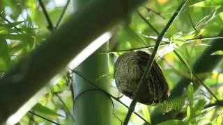 M&Uacute;CARO COM&Uacute;N (Puerto Rican Screech-Owl, Gymnasio nudipes) END&Eacute;MICA de Puerto Rico