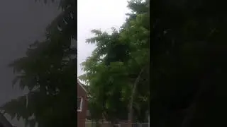 False Albizia tree - invasive plant species of Qarsherskiy