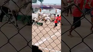 bull race #cow #bull #forming race#kanukamata festival #rentachintala