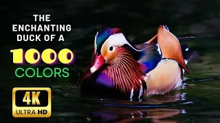 Mandarin Duck: The Enchanting Duck of a Thousand Colors | animal planet | 4K ULTRA HD 💟🤗😮