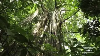 Premiere Estates | Selva Nueva