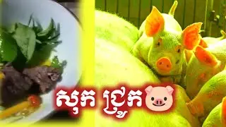 After Pig have birth will see something dropped(Those are for human eat)