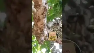 Duku Berbuah Lebat  Setelah Menggunakan Pupuk Best Farm Slow Release | 085279015927 #pupuksawit