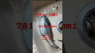 marzapane 781 grammi