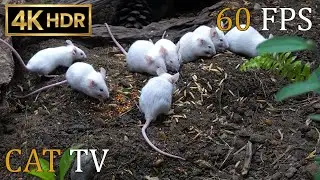 [NO ADS, NO AI] CAT TV 🐭 White Mice Garden Party: Realistic Mice Foraging & Playing for Cats 4K HDR