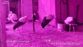 LIVE🔴 Брестский аист, Вольер