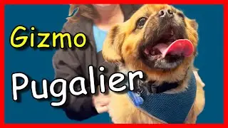 Dog grooming for beginners, Gizmo the Pugalier