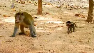 a mother monkey who is very affectionate and very good at taking care of her babies