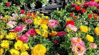Plants With Heart Shaped Leaves and Flowers/ Valentine's Day 2026 Plantshopping 