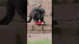 Happy Paws Bounce| Royalty Free Music Free Download (Copyright Free)
