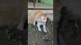 makin ngamuk makin gemes #gemes #gemoy #gemesinbanget #gemesin #cute #cat #kitten #anakkucing
