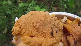 Грибы #видео  #грибы2024 #грузди  #грибыбелые #грибнойсезон #лисички